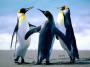 edutic:penguins.jpg